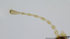  (Corynoneura sp. Jin - HKU49)  @11 [ ] Copyright (2025) Mathew Stephen Seymour The University of Hong Kong