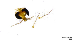  (Polypedilum (Poly.) strongSvo4 - HKU58)  @11 [ ] Copyright (2025) Mathew Stephen Seymour The University of Hong Kong