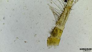  (Ephemera pictipennis - 2022EPH_029_ECS019_a)  @11 [ ] c  Mathew Seymour The University of Hong Kong