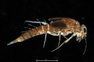  (Tenuibaetis pseudofrequentus - 2023_B_ECS005_a)  @11 [ ] Copyright (2025) Mathew Seymour The University of Hong Kong