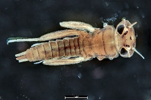  (Paegniodes cupulatus - 2023EPH_026_ECS019_c)  @11 [ ] Copyright (2025) Mathew Seymour The University of Hong Kong