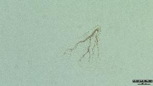  (Procloeon strumiferum - 2023EPF049ECS008_b)  @11 [ ] c  Mathew Seymour The University of Hong Kong