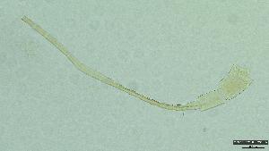  (Procloeon chinensis - 2023EPH_052_ECS030_a)  @11 [ ] c  Mathew Seymour The University of Hong Kong