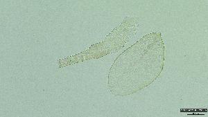 (Baetis rutilocylindratus - 2023EPF055ECS024_a)  @11 [ ] c  Mathew Seymour The University of Hong Kong