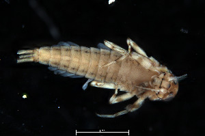  (Baetis rutilocylindratus - 2023EPH_035_ECS010_a)  @11 [ ] Copyright (2025) Mathew Seymour The University of Hong Kong