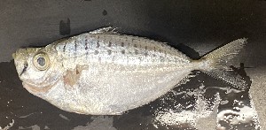  ( - HKDPS002)  @11 [ ] Copyright (c) (10) Baian Lin & Mathew Stephen Seymour the university of Hong Kong