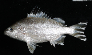  ( - HKDPS027)  @11 [ ] Copyright (c) (10) Baian Lin & Mathew Stephen Seymour the university of Hong Kong