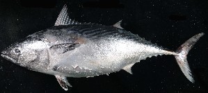  ( - HKDPS051)  @11 [ ] Copyright (c) (10) Baian Lin, Ka Tung Leung & Mathew Stephen Seymour the university of Hong Kong