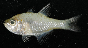  (Archamia - HKDPS132)  @11 [ ] Copyright (c) (10) Baian Lin, Ka Tung Leung & Mathew Stephen Seymour the university of Hong Kong