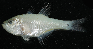  ( - HKDPS133)  @11 [ ] Copyright (c) (10) Baian Lin, Ka Tung Leung & Mathew Stephen Seymour the university of Hong Kong