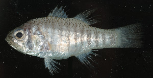  ( - HKMF060)  @11 [ ] Copyright (c) (10) Baian Lin, Ka Tung Leung & Mathew Stephen Seymour the university of Hong Kong