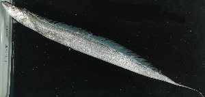  ( - HKNPS151)  @11 [ ] Copyright (c) (10) Baian Lin, Ka Tung Leung & Mathew Stephen Seymour the university of Hong Kong