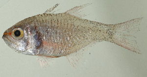  ( - HKNPS236)  @11 [ ] Copyright (c) (10) Baian Lin, Ka Tung Leung & Mathew Stephen Seymour the university of Hong Kong