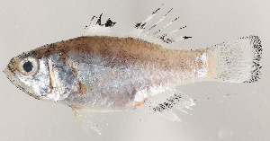  ( - HKNPS242)  @11 [ ] Copyright (c) (10) Baian Lin, Ka Tung Leung & Mathew Stephen Seymour the university of Hong Kong