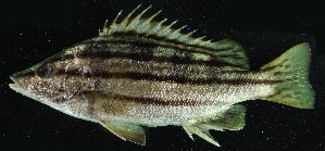  (Rhynchopelates - HKNPS281)  @11 [ ] Copyright (c) (10) Baian Lin, Ka Tung Leung & Mathew Stephen Seymour the university of Hong Kong