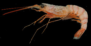  ( - NPS455)  @11 [ ] Copyright (c) (10) Baian Lin, Ka Tung Leung & Mathew Stephen Seymour the university of Hong Kong