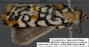  (Spragueia guttata - 3692-COI-08)  @13 [ ] Unspecified (default): All Rights Reserved  Unspecified Unspecified