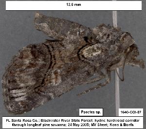  (Paectes pygmaea - 1640-COI-07)  @13 [ ] Unspecified (default): All Rights Reserved  Unspecified Unspecified
