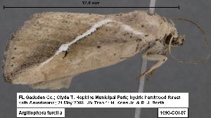  (Argillophora furcilla - 1690-COI-07)  @14 [ ] Unspecified (default): All Rights Reserved  Unspecified Unspecified