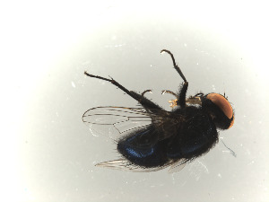  ( - DS_PIG11)  @11 [ ] by-nc-sa (2025) Unspecified University of Canberra