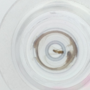  ( - HLNR_001_H11)  @11 [ ] by  Genome Research Ltd as Wellcome Sanger Institute Genome Research Limited operating as Wellcome Sanger Institute