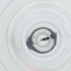  ( - HLNR_005_F9)  @11 [ ] by  Genome Research Ltd as Wellcome Sanger Institute Genome Research Limited operating as Wellcome Sanger Institute