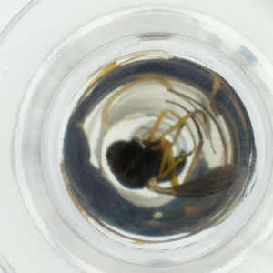  ( - HLNR_007_C3)  @11 [ ] by  Genome Research Ltd as Wellcome Sanger Institute Genome Research Limited operating as Wellcome Sanger Institute