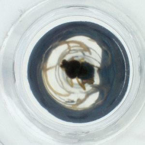  ( - HLNR_008_B2)  @11 [ ] by  Genome Research Ltd as Wellcome Sanger Institute Genome Research Limited operating as Wellcome Sanger Institute