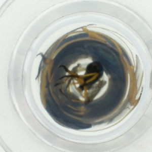  ( - HLNR_009_C9)  @11 [ ] by  Genome Research Ltd as Wellcome Sanger Institute Genome Research Limited operating as Wellcome Sanger Institute