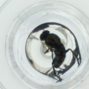  ( - HLNR_009_D6)  @11 [ ] by  Genome Research Ltd as Wellcome Sanger Institute Genome Research Limited operating as Wellcome Sanger Institute