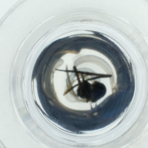  ( - HLNR_009_E2)  @11 [ ] by  Genome Research Ltd as Wellcome Sanger Institute Genome Research Limited operating as Wellcome Sanger Institute