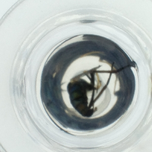  ( - HLNR_009_E3)  @11 [ ] by  Genome Research Ltd as Wellcome Sanger Institute Genome Research Limited operating as Wellcome Sanger Institute