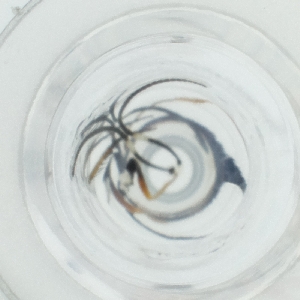  ( - HLNR_009_F6)  @11 [ ] by  Genome Research Ltd as Wellcome Sanger Institute Genome Research Limited operating as Wellcome Sanger Institute