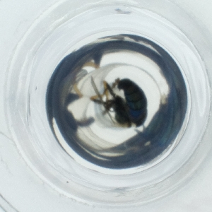  ( - HLNR_010_A5)  @11 [ ] by  Genome Research Ltd as Wellcome Sanger Institute Genome Research Limited operating as Wellcome Sanger Institute