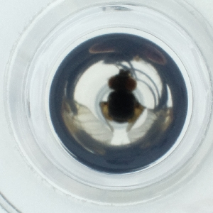  ( - HLNR_010_A6)  @11 [ ] by  Genome Research Ltd as Wellcome Sanger Institute Genome Research Limited operating as Wellcome Sanger Institute