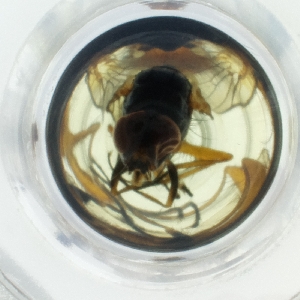  ( - HLNR_012_B6)  @11 [ ] by  Genome Research Ltd as Wellcome Sanger Institute Genome Research Limited operating as Wellcome Sanger Institute