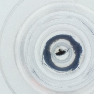  ( - HLNR_024_E9)  @11 [ ] by  Genome Research Ltd as Wellcome Sanger Institute Genome Research Limited operating as Wellcome Sanger Institute