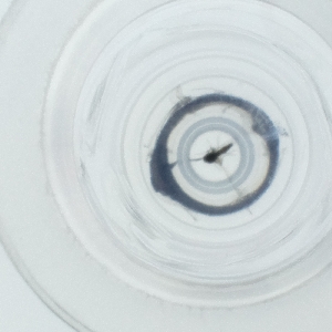  ( - HLNR_025_A10)  @11 [ ] by  Genome Research Ltd as Wellcome Sanger Institute Genome Research Limited operating as Wellcome Sanger Institute