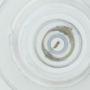  ( - HLNR_026_A9)  @11 [ ] by  Genome Research Ltd as Wellcome Sanger Institute Genome Research Limited operating as Wellcome Sanger Institute