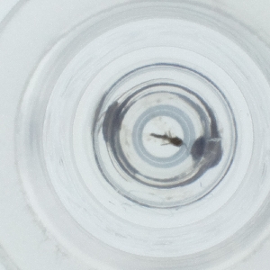  ( - HLNR_026_B1)  @11 [ ] by  Genome Research Ltd as Wellcome Sanger Institute Genome Research Limited operating as Wellcome Sanger Institute