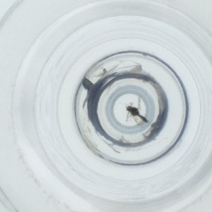  ( - HLNR_026_B2)  @11 [ ] by  Genome Research Ltd as Wellcome Sanger Institute Genome Research Limited operating as Wellcome Sanger Institute