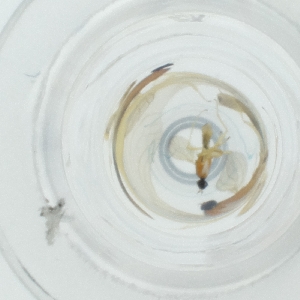  ( - HLNR_028_A2)  @11 [ ] by  Genome Research Ltd as Wellcome Sanger Institute Genome Research Limited operating as Wellcome Sanger Institute