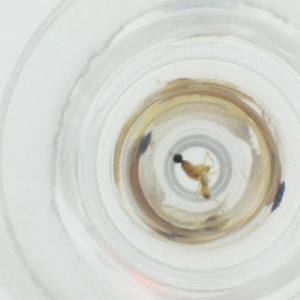  ( - HLNR_031_F10)  @11 [ ] by  Genome Research Ltd as Wellcome Sanger Institute Genome Research Limited operating as Wellcome Sanger Institute