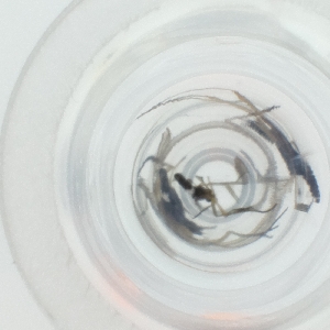  ( - HLNR_031_G11)  @11 [ ] by  Genome Research Ltd as Wellcome Sanger Institute Genome Research Limited operating as Wellcome Sanger Institute