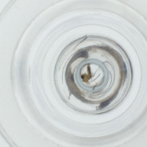  (Threticus - HLNR_034_B4)  @11 [ ] by  Genome Research Ltd as Wellcome Sanger Institute Genome Research Limited operating as Wellcome Sanger Institute