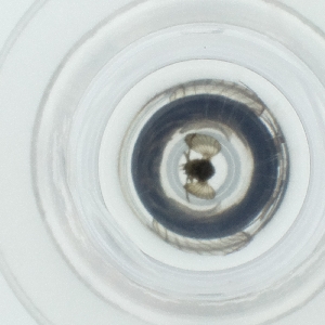  ( - HLNR_034_D6)  @11 [ ] by  Genome Research Ltd as Wellcome Sanger Institute Genome Research Limited operating as Wellcome Sanger Institute