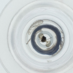  ( - HLNR_034_F5)  @11 [ ] by  Genome Research Ltd as Wellcome Sanger Institute Genome Research Limited operating as Wellcome Sanger Institute