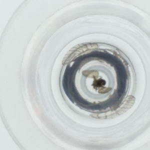  ( - HLNR_035_C10)  @11 [ ] by  Genome Research Ltd as Wellcome Sanger Institute Genome Research Limited operating as Wellcome Sanger Institute