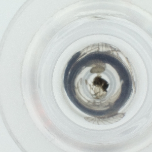  ( - HLNR_035_D10)  @11 [ ] by  Genome Research Ltd as Wellcome Sanger Institute Genome Research Limited operating as Wellcome Sanger Institute