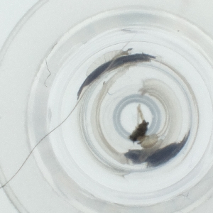  ( - HLNR_041_B4)  @11 [ ] by  Genome Research Ltd as Wellcome Sanger Institute Genome Research Limited operating as Wellcome Sanger Institute